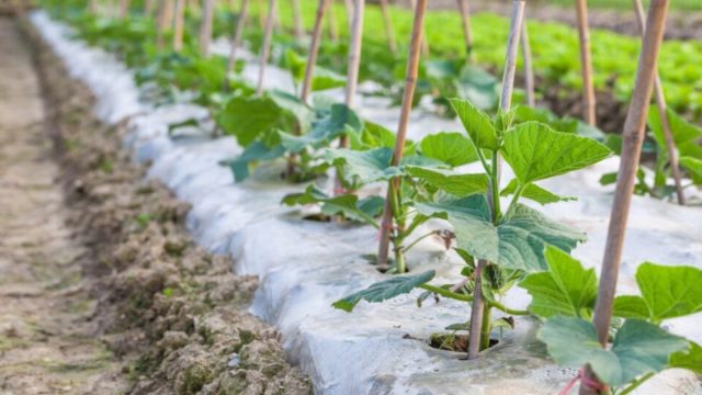 Укрывной материал обеспечит чистоту от сорняков и не позволит загрязняться плодам при выращивании в расстил, то есть, без подвязки.