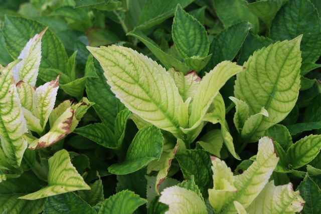 Например, при нехватке железа листья становятся светлыми, тусклыми, потом желтеют и могут даже отмирать.