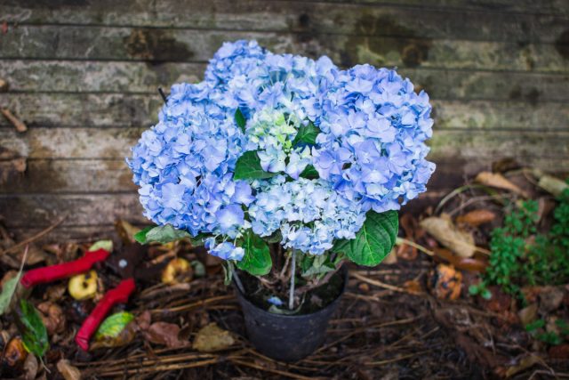 Контейнерные гортензии нельзя просто взять и в один прекрасный момент убрать на зимовку.