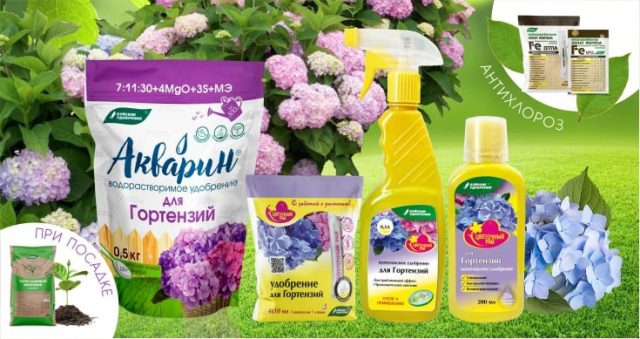 А с «Буйскими удобрениями» выращивание капризных гортензий будет более лёгким и предсказуемым.
