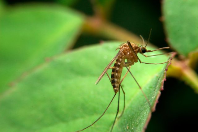 Как не стать мишенью для комаров, мошек и слепней.