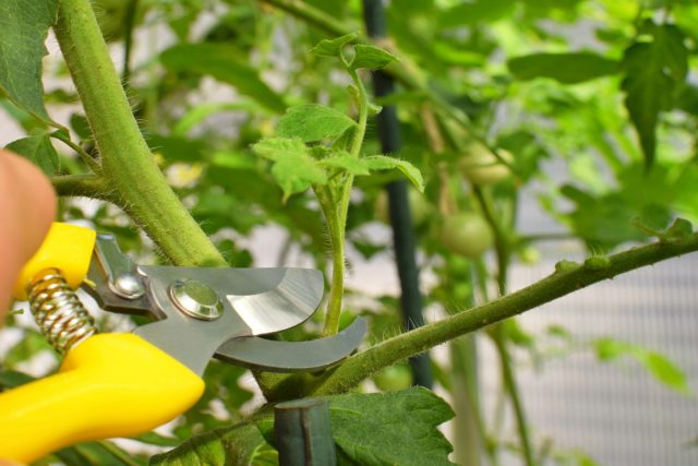 Формирование кустов – это один из основных приёмов получения обильного и качественного урожая.