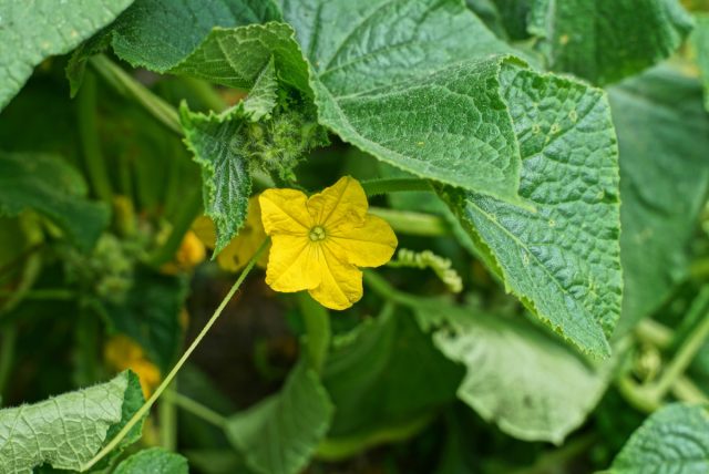 Поэтому для опылителей необходимо создать все условия – открывать двери и форточки укрытий, стараться не обрабатывать растения без особой надобности инсектицидами (и многими фунгицидами).