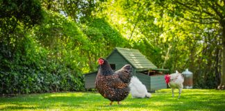 Как спасти птицу от жары? Создаём комфорт в птичнике летом.