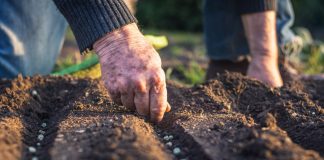 Рассада не для всех — 10 овощей, которые лучше сеять сразу в грунт - Бахчевые культуры Какие овощи нельзя выращивать через рассаду.