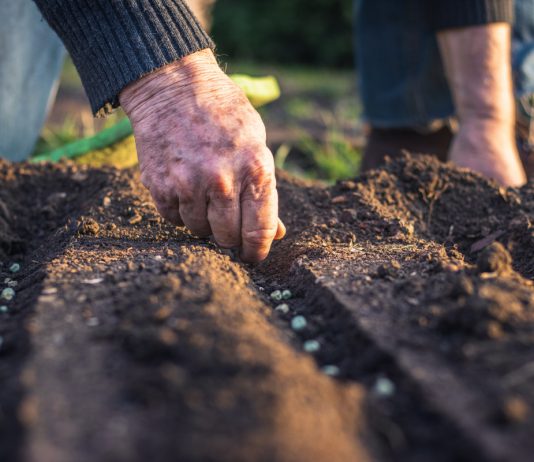 Какие овощи нельзя выращивать через рассаду.