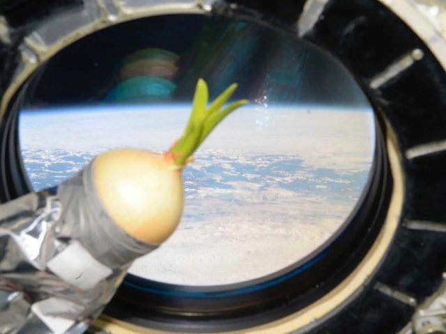 Первый раз космонавты попробовали урожай свежего лука в 1974 году, когда тот вырос до 20 см в новой системе "Оазис 1М".