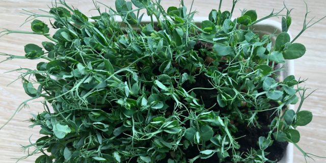 Горох впервые вырастили в усовершенствованной системе "Оазис 1М" на станции "Салют 4", хотя и не стали пробовать.