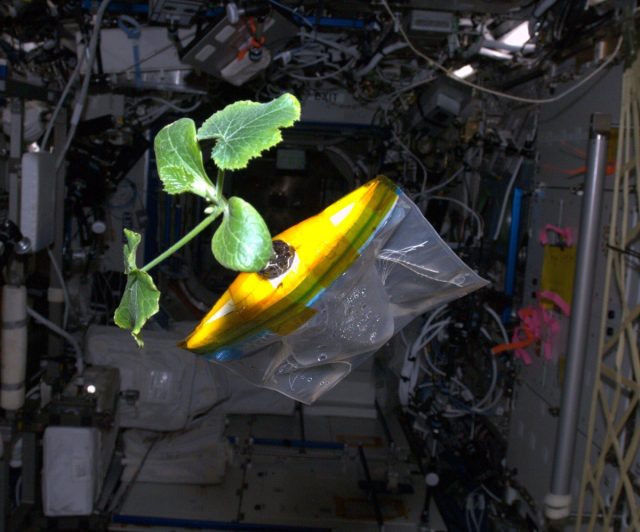 Ещё одним заметным прорывом было цуккини. Вырастили его в 2012 году на МКС.