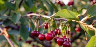 Какие сорта черешни можно посадить в средней полосе.