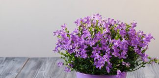 Комнатная кампанула: как вырастить колокольчик в квартире.