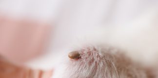 Козу укусил клещ: порядок действий, чтобы сохранить здоровье животного.