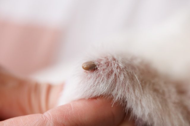 Козу укусил клещ: порядок действий, чтобы сохранить здоровье животного.