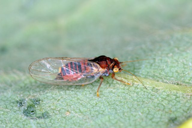 Крошечные, но опасные: как справиться с листоблошками на даче. Крошечные, но опасные: как справиться с листоблошками на даче.