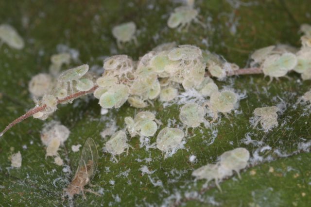 Нимфы постарше зеленоватые и окаймлены волосками, при этом у них наблюдаются зачатки крылышек. Нимфы постарше зеленоватые и окаймлены волосками, при этом у них наблюдаются зачатки крылышек.