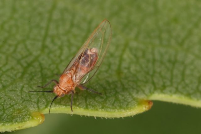 Листоблошки наносят вред растениям, питаясь колюще-сосущим ротовым аппаратом. Опасны как взрослые особи, так и нимфы. Листоблошки наносят вред растениям, питаясь колюще-сосущим ротовым аппаратом. Опасны как взрослые особи, так и нимфы.