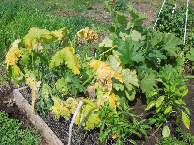 если влажность на вашем участке слишком высокая, то недалек тот день, когда вы увидите первые следы грибных заболеваний.