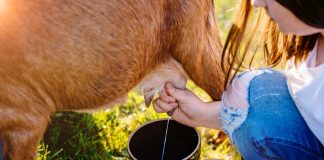 Мастит у коз: симптомы, лечение и профилактика - Козы, овцы и другой мелкий рогатый скот Мастит у коз: симптомы, лечение и профилактика.