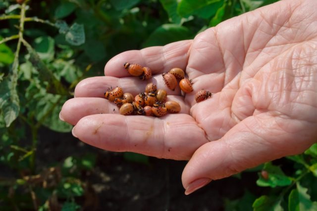 Ручной сбор жуков позволяет хоть как-то защитить картошку на небольшой площади. Но он превращается в сизифов труд, когда посадки большие, а вредителей много.