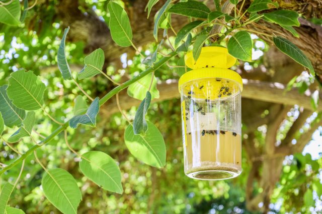 А вот феромонные ловушки во время массового лёта работают неплохо, отлавливая значительную часть насекомых в брачный период.