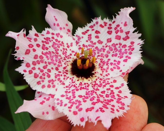 Номохарис: самые необычные лилии в форме тарелочки и фонарика. Номохарис: самые необычные лилии в форме тарелочки и фонарика.