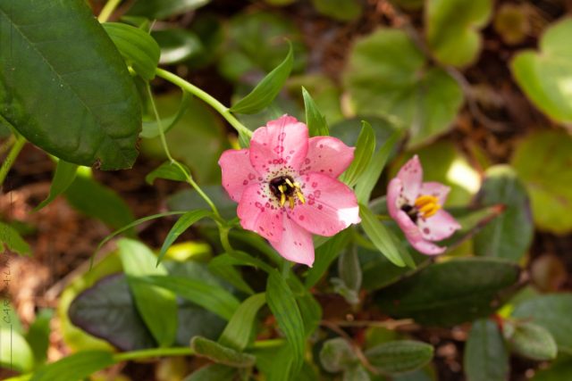 Например, наиболее распространённый номохарис открытый (Nomocharis aperta), который сейчас правильно называется лилия открытая (Lilium apertum). Например, наиболее распространённый номохарис открытый (Nomocharis aperta), который сейчас правильно называется лилия открытая (Lilium apertum).