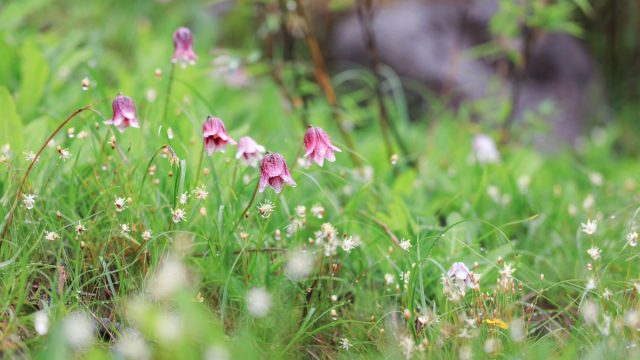 У редкой, открытой уже после переименования номохарисов, лилии японской (Lilium yapingense) цветки имеют форму колокольчиков. У редкой, открытой уже после переименования номохарисов, лилии японской (Lilium yapingense) цветки имеют форму колокольчиков.