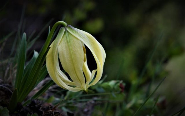 И совсем уж необычна лилия лофофорум (Lilium lophophorum). Лепестки соединены кончиками, и сам цветок похож на фонарик. И совсем уж необычна лилия лофофорум (Lilium lophophorum). Лепестки соединены кончиками, и сам цветок похож на фонарик.