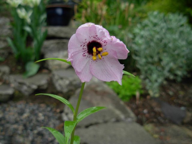 То есть, в условиях средней полосы России на сухом приподнятом месте под слоем снега в 15-20 см лилии зимуют нормально. То есть, в условиях средней полосы России на сухом приподнятом месте под слоем снега в 15-20 см лилии зимуют нормально.