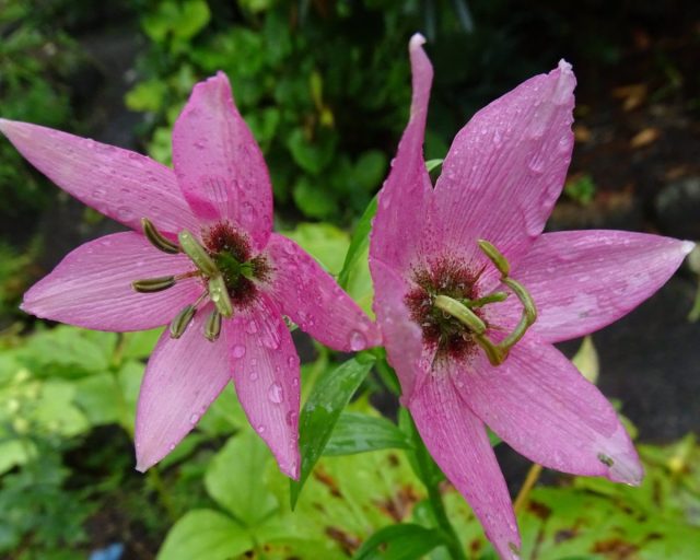 Номохарис сальвинский, точнее, лилия сальвинская (Lilium saluenense) - хорошо освоенный в культуре вид. Номохарис сальвинский, точнее, лилия сальвинская (Lilium saluenense) - хорошо освоенный в культуре вид.