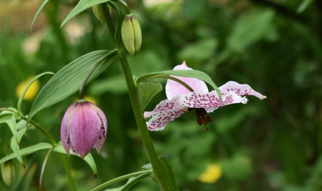 Место для луковиц потребуется выбрать заранее таким образом, чтобы в дальнейшем лилии не тревожить - очень не любят они всяческих пересадок и делений. Место для луковиц потребуется выбрать заранее таким образом, чтобы в дальнейшем лилии не тревожить - очень не любят они всяческих пересадок и делений.