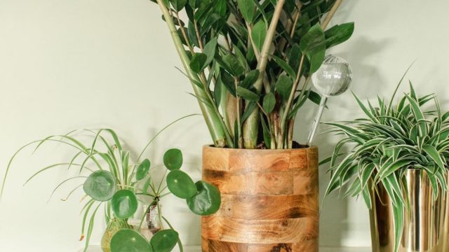 В моде сейчас деревянные горшки и кашпо. Это не только прочно, но и прекрасно вписывается в выбранные вами оттенки.