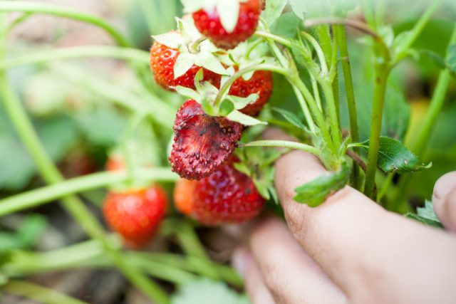 Основные вредители клубники — определяем и избавляемся.