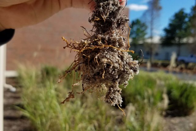 Пораженные растения прекращают рост, производят меньше побегов и погибают. Концы корней утолщены, а корневые волоски отсутствуют.