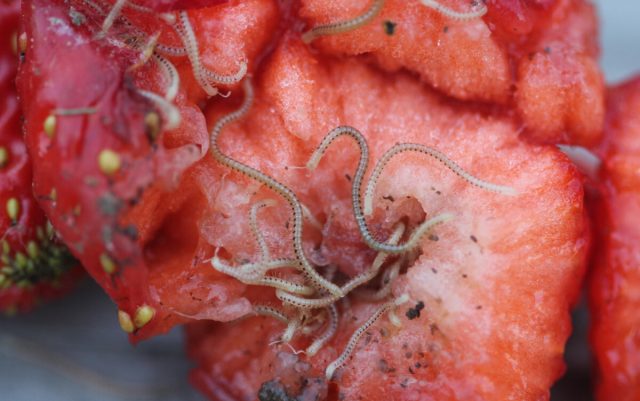 Сильное заражение кивсяком достигает пика на почвах, богатых органикой. Осадки также вызывают вспышку их численности. 