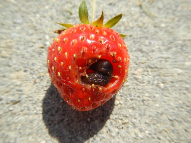 При влажных условиях наличие слизней в саду может стать причиной серьезного разочарования при сбое урожая клубники.