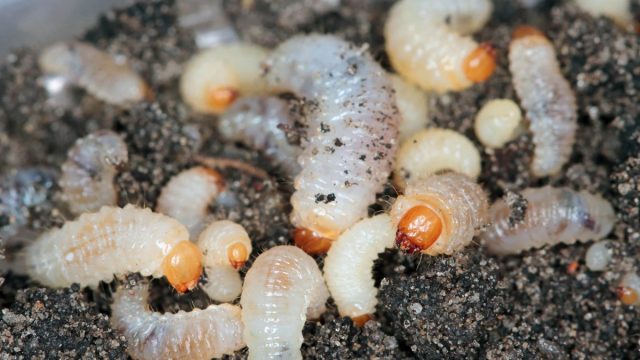 Личинки насекомых питаются корнями как диких, так и культурных видов земляники.