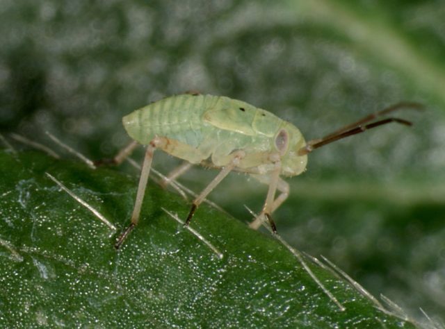 Эти насекомые повреждают листья, но, в основном, от них страдают плоды.