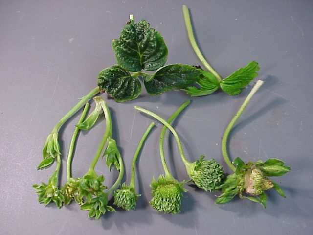 При нематодах листья деформированы, сильно зубчатые, мелкие и имеют острые концы.