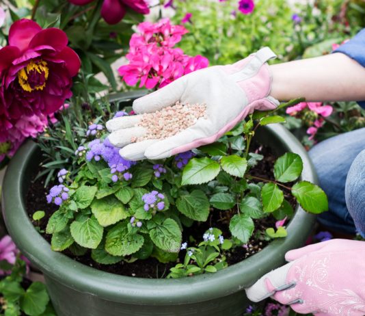 От посадки до пышного цветения и урожая: как грамотно подкармливать растения.