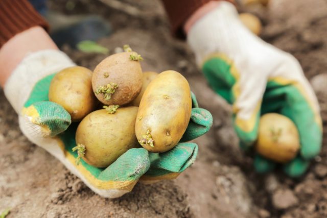 Возбудители ряда болезней прекрасно сохраняются в почве и заражают клубни на стадии прорастания, проникая через покровные оболочки или корневые волоски.