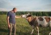 Подготовка коровы к случке и осеменению — все нюансы и особенности процесса.