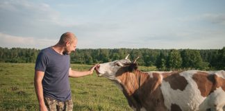 Подготовка коровы к случке и осеменению — все нюансы и особенности процесса.