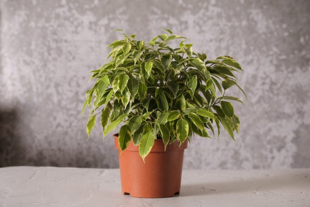 Есть виды, которые любят яркое солнце и переносят перегревы, но только в сочетании с регулярными поливами – гибискус, гардения, кротон, пеларгонии, фикус бенджамина.