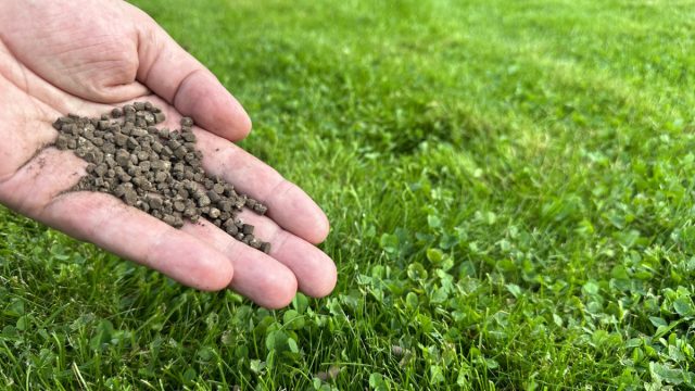 Правила ухода за газоном — как сохранить здоровую лужайку надолго.