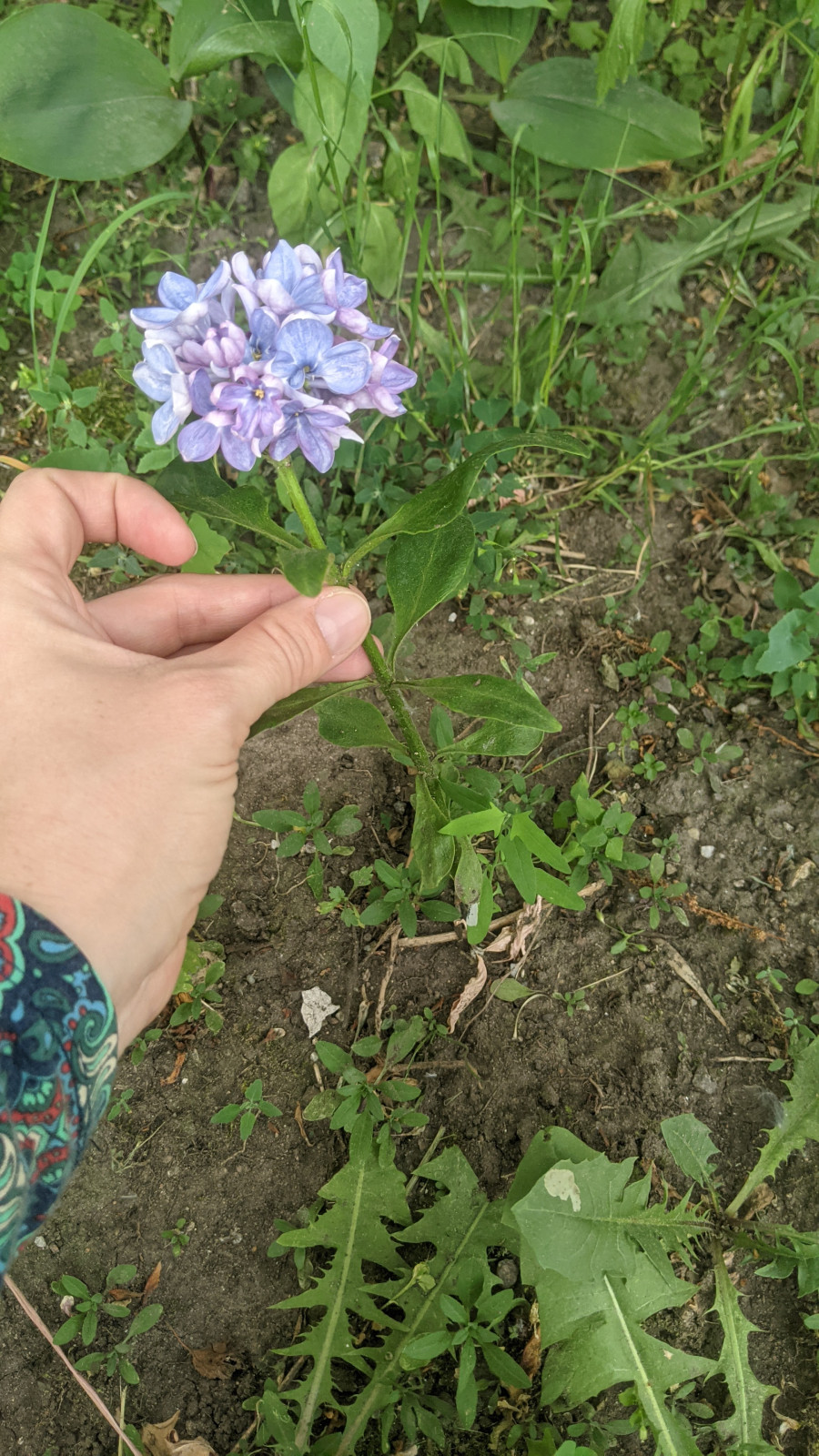pxl_20250606_074838563