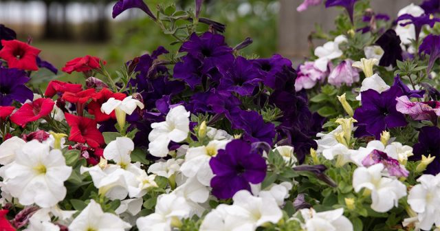 Пышное цветение петунии без хлопот — проверенные методы.