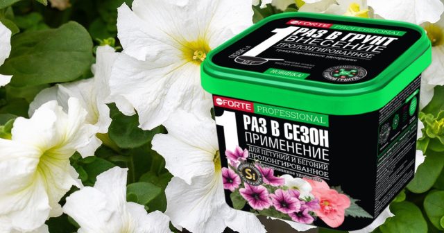 При посадке и в грунт, и в горшки сразу вносится гранулированное пролонгированное удобрение Bona Forte для петуний и бегоний.
