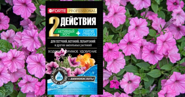 Летом очень эффективны подкормки водорастворимым удобрением Bona Forte для петуний, бегоний и пеларгоний с аминокислотами.