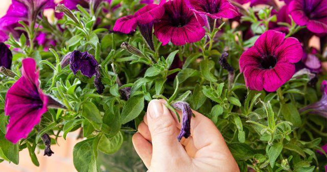 Чем позднее проводится обрезка, тем меньше у петуний остаётся времени для восстановления до холодов.